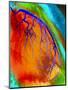 Coloured Angiogram of Coronary Artery of the Heart-Science Photo Library-Mounted Premium Photographic Print