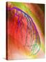 Coloured Angiogram of Coronary Artery of the Heart-Science Photo Library-Stretched Canvas