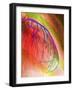 Coloured Angiogram of Coronary Artery of the Heart-Science Photo Library-Framed Photographic Print