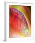 Coloured Angiogram of Coronary Artery of the Heart-Science Photo Library-Framed Photographic Print