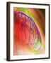 Coloured Angiogram of Coronary Artery of the Heart-Science Photo Library-Framed Photographic Print