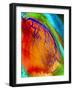 Coloured Angiogram of Coronary Artery of the Heart-Science Photo Library-Framed Photographic Print