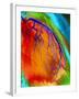 Coloured Angiogram of Coronary Artery of the Heart-Science Photo Library-Framed Photographic Print