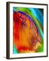 Coloured Angiogram of Coronary Artery of the Heart-Science Photo Library-Framed Photographic Print