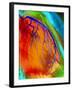 Coloured Angiogram of Coronary Artery of the Heart-Science Photo Library-Framed Photographic Print