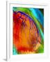 Coloured Angiogram of Coronary Artery of the Heart-Science Photo Library-Framed Photographic Print