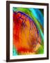 Coloured Angiogram of Coronary Artery of the Heart-Science Photo Library-Framed Photographic Print