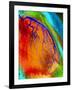 Coloured Angiogram of Coronary Artery of the Heart-Science Photo Library-Framed Photographic Print