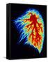 Coloured Angiogram of Pulmonary Arteries of Lung-Science Photo Library-Framed Stretched Canvas