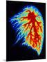 Coloured Angiogram of Pulmonary Arteries of Lung-Science Photo Library-Mounted Photographic Print