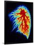 Coloured Angiogram of Pulmonary Arteries of Lung-Science Photo Library-Framed Photographic Print