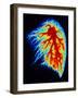 Coloured Angiogram of Pulmonary Arteries of Lung-Science Photo Library-Framed Photographic Print