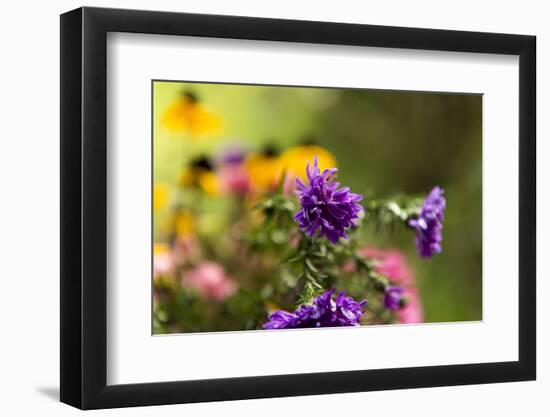 coloured asters in cottage garden-Christine Meder stage-art.de-Framed Photographic Print