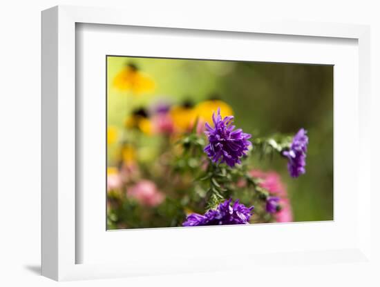 coloured asters in cottage garden-Christine Meder stage-art.de-Framed Photographic Print