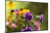 coloured asters in cottage garden-Christine Meder stage-art.de-Mounted Photographic Print