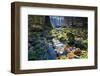 Coloured Autumn Foliage in a Stream Course, Triebtal, Vogtland, Saxony, Germany-Falk Hermann-Framed Photographic Print