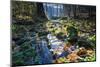 Coloured Autumn Foliage in a Stream Course, Triebtal, Vogtland, Saxony, Germany-Falk Hermann-Mounted Photographic Print