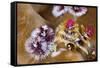 Coloured Christmas Tree Worm, Spirobranchus Giganteus, Florida Islands, the Solomon Islands-Reinhard Dirscherl-Framed Stretched Canvas