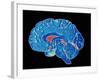 Coloured CT Scan of a Healthy Brain (side View)-PASIEKA-Framed Photographic Print