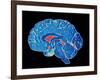 Coloured CT Scan of a Healthy Brain (side View)-PASIEKA-Framed Photographic Print