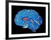 Coloured CT Scan of a Healthy Brain (side View)-PASIEKA-Framed Photographic Print