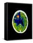 Coloured CT Scan of Brain Abscess In AIDS Patient-Science Photo Library-Framed Stretched Canvas