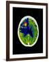 Coloured CT Scan of Brain Abscess In AIDS Patient-Science Photo Library-Framed Photographic Print