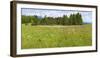 coloured flower meadow in the wetland-Klaus Scholz-Framed Photographic Print