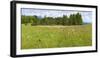 coloured flower meadow in the wetland-Klaus Scholz-Framed Photographic Print