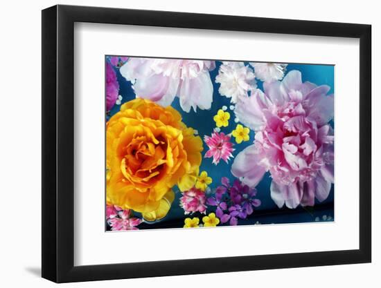 Coloured Flowers Swimming in the Water-Alaya Gadeh-Framed Premium Photographic Print