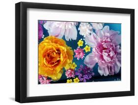 Coloured Flowers Swimming in the Water-Alaya Gadeh-Framed Premium Photographic Print