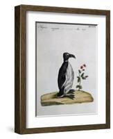 Coloured from Birds History, 1767, Table 497-null-Framed Giclee Print