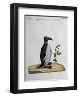 Coloured from Birds History, 1767, Table 497-null-Framed Giclee Print