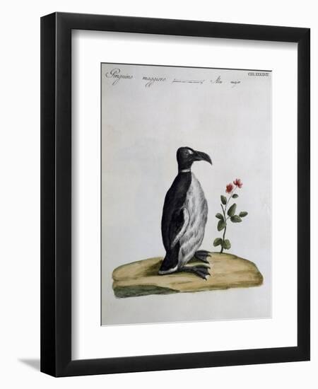 Coloured from Birds History, 1767, Table 497-null-Framed Giclee Print