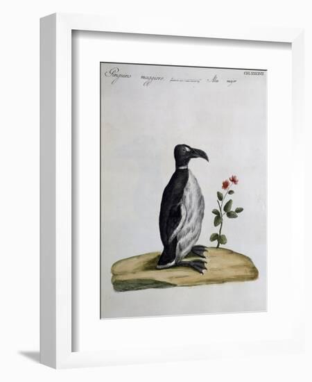 Coloured from Birds History, 1767, Table 497-null-Framed Giclee Print