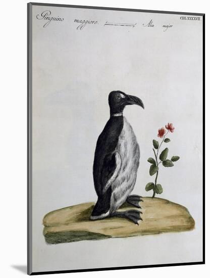 Coloured from Birds History, 1767, Table 497-null-Mounted Giclee Print