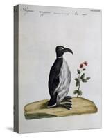 Coloured from Birds History, 1767, Table 497-null-Stretched Canvas