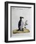 Coloured from Birds History, 1767, Table 497-null-Framed Premium Giclee Print