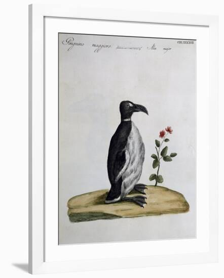 Coloured from Birds History, 1767, Table 497-null-Framed Giclee Print