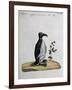 Coloured from Birds History, 1767, Table 497-null-Framed Giclee Print