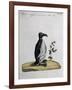 Coloured from Birds History, 1767, Table 497-null-Framed Giclee Print