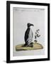 Coloured from Birds History, 1767, Table 497-null-Framed Giclee Print