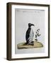 Coloured from Birds History, 1767, Table 497-null-Framed Giclee Print