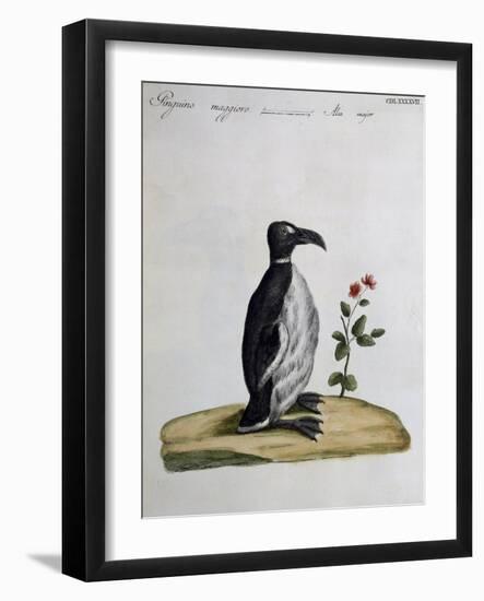 Coloured from Birds History, 1767, Table 497-null-Framed Giclee Print