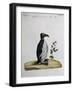 Coloured from Birds History, 1767, Table 497-null-Framed Giclee Print