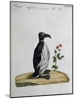 Coloured from Birds History, 1767, Table 497-null-Mounted Giclee Print