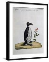 Coloured from Birds History, 1767, Table 497-null-Framed Giclee Print