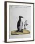 Coloured from Birds History, 1767, Table 497-null-Framed Giclee Print