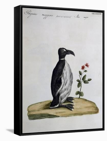 Coloured from Birds History, 1767, Table 497-null-Framed Stretched Canvas