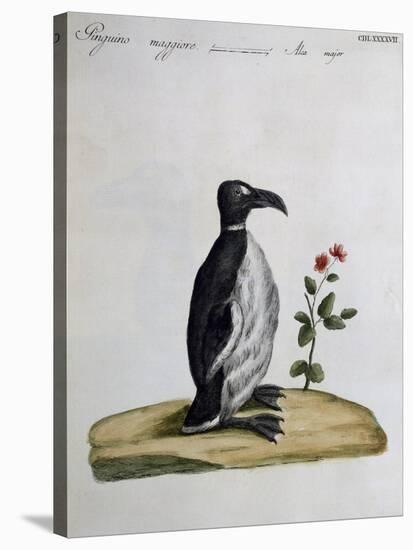 Coloured from Birds History, 1767, Table 497-null-Stretched Canvas